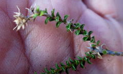 Acmadenia maculata