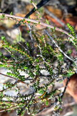 Acmadenia maculata