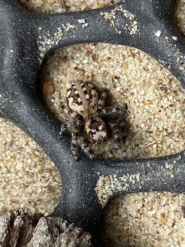 Intertidal Jumping Spider photo 3