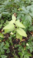 Campanula latifolia