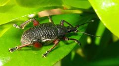 Catamonus melancholicus