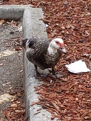 Cairina moschata domestica