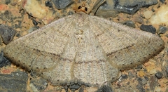 Isturgia catalaunaria