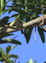 Camptostoma obsoletum