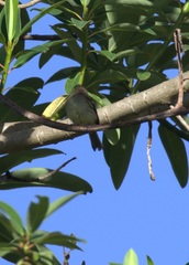 Camptostoma obsoletum