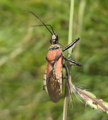 Rhynocoris segmentarius