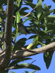 Camptostoma obsoletum