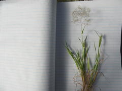 Pentameris airoides airoides