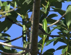 Camptostoma obsoletum