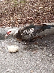 Cairina moschata domestica
