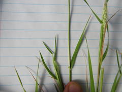 Pentameris airoides airoides