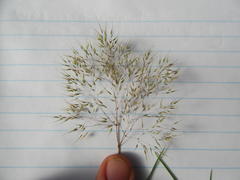 Pentameris airoides airoides