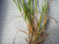 Pentameris airoides airoides