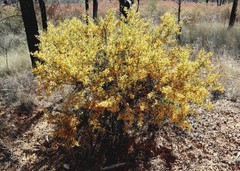 Acacia triptera