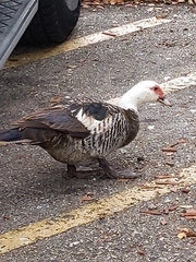 Cairina moschata domestica