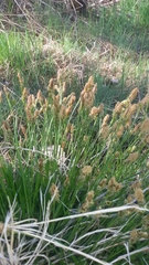 Trichophorum cespitosum