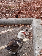 Cairina moschata domestica