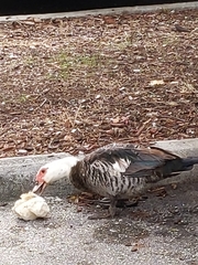 Cairina moschata domestica