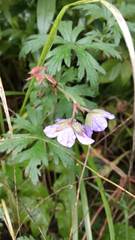 Geranium pratense