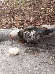 Cairina moschata domestica