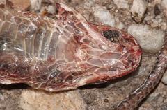 Lycodonomorphus inornatus