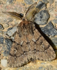 Ocneria atlantica