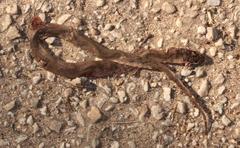 Lycodonomorphus inornatus