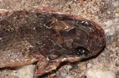 Lycodonomorphus inornatus