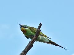 Merops persicus persicus