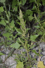 Oxybasis rubra