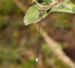 Chlorolestes tessellatus