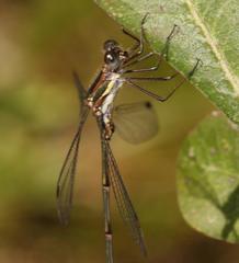 Chlorolestes tessellatus