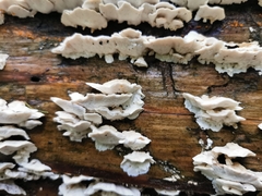 Skeletocutis carneogrisea