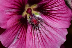 Anisodontea anomala