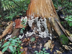 Skeletocutis carneogrisea