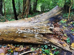 Skeletocutis carneogrisea