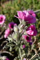 Anisodontea anomala