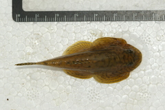 Reticulated Hillstream Loach photo 4