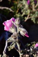 Anisodontea anomala