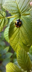 Harmonia axyridis