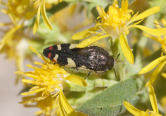 Acmaeodera amabilis
