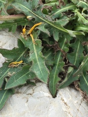 Leontodon crispus