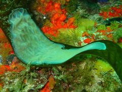 Membranipora rustica