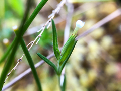 Microsteris gracilis
