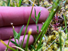 Microsteris gracilis