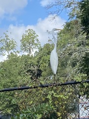Ardea alba