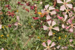 Anisodontea fruticosa