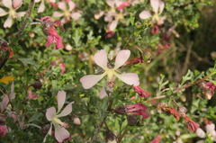 Anisodontea fruticosa