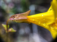 Erythranthe microphylla