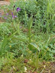 Sparaxis metelerkampiae